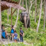 Phuket Elephant Sanctuary: Ethical Elephant Tourism by Bangtao Beach Bar