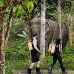 Phuket: Full-Day Phuket Elephant Sanctuary Tour with Meals by Bangtao Beach Bar