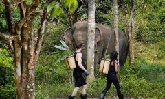 Phuket: Full-Day Phuket Elephant Sanctuary Tour with Meals by Bangtao Beach Bar