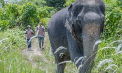 Phuket: Elephant Sanctuary Small Group Tour by Bangtao Beach Bar