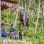 Phuket Elephant Sanctuary: Ethical Elephant Tourism by Bangtao Beach Bar Phuket Elephant Sanctuary: Ethical Elephant Tourism by Bangtao Beach Bar