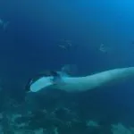 SCUBA Diving tour Racha and Coral islands full day tour by Bangtao Beach Bar SCUBA Diving tour Racha and Coral islands full day tour by Bangtao Beach Bar